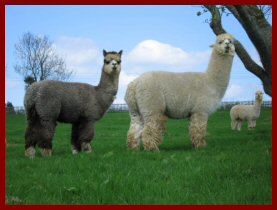 Salvador and Philanderer, Houghton Hall Studs