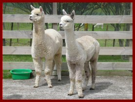 Two Excellent Females Purchased by Houghton Hall