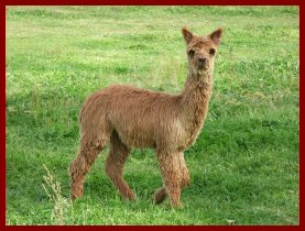 Young Suri Female