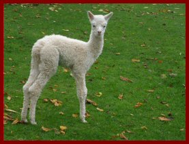A fine example of a Snow King Cria only 5 days old