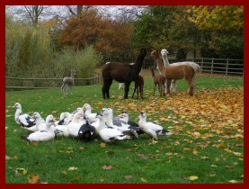 Alpacas and Ducks