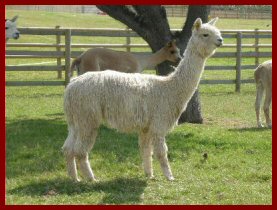 Houghton Hall's Suri Stud 'Dream Weaver'