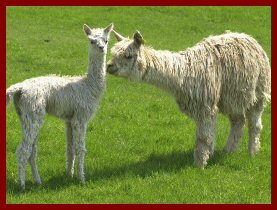 Royal Gold and Cria