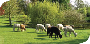 Grazing alpacas