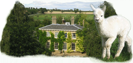 Houghton Hall Alpacas