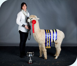 2014 BAS National Show Supreme Huacaya